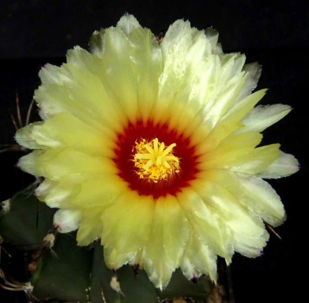 Mutter- und Vaterpflanze